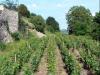 Vézelay- Vignes en terrasses